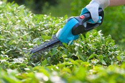 Hands with garden battery shears cutting a hedge 