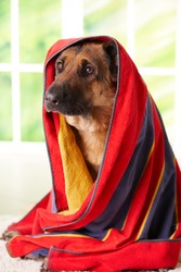 Dog, German shepherd in towel sitting inside