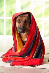 Dog, german shepherd in towel sitting inside