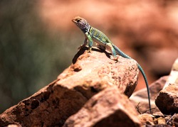 A Great basin Collard Lizard crotaphytus bicinctores on a rock in Canyon Lands National Park in southern Utah.