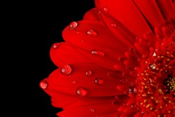 red flower flower close up  background