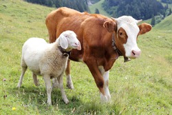 friendship with white sheep and little cow on a field