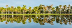 Coconut garden at lakeside, Panorama