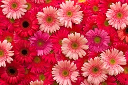 Background  from Gerbera flower