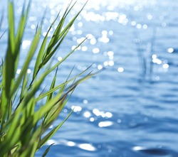 Natural background of green reeds against sparkling water