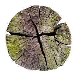 weathered tree trunk cross section, isolated on white, clipping path included