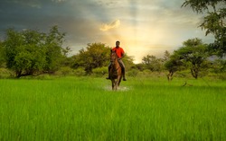 A Motswana man from Botswana riding a horse on the wetlands, at sunset, 