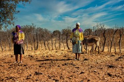 african woman with donkeys in the krall near her rondavel house in a village in botswana
