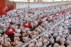 intensive agriculture in africa, chicken farming