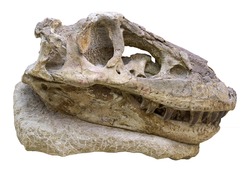 Tarbosaurus bataar - tyrannosaurid dinosaur, Late Cretaceous Period