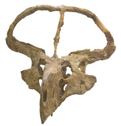 Protoceratops andrewsi - herbivorous ceratopsian dinosaur, member of the Protoceratopsidae