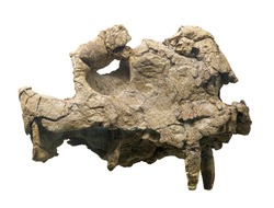 Deuterosaurus jubilaei (Nopcsa) - dinocephalian therapsids, late Paleozoic.