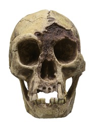 Skull of Homo floresiensis (