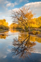 Autumn tree reflection in Boise River in Idaho