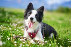 Beautiful Border Collie puppy portrait