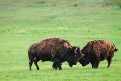 Plains Bison in Grasslands National Park, Saskatchewan, Canada