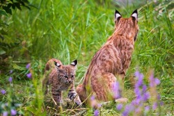 Wild Bobcat mother with three small kittens living in the overgrown backyard of a abandoned house.