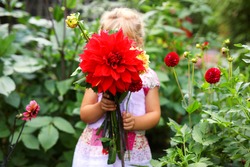 Portrait of little toddler girl admiring bouquet of huge blooming red and pink dahlia flowers. Cute happy child smelling and counting flower on sunny summer day, outroors, in garden.