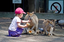 Toddler girl feeding a kangaroo with dried grass