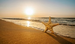 Happy starfish enjoy the sun at the tropical beach with copy space. Summer holidays concept