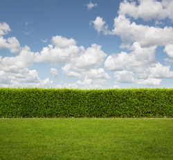 Back Yard, close up of hedge fence on the grass with copy space