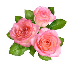 Composition of Pink rose flowers. Isolated on white background.