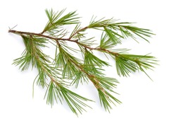Cedrus or cedar isolated on white background.