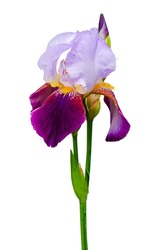  iris flower isolated on white background
