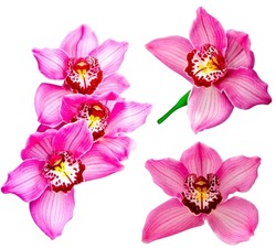 Set pink streaked orchid flower isolated. orchid flower head bouquet