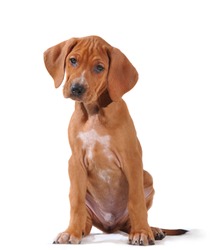 BrownVizsla puppy sits on isolated white background