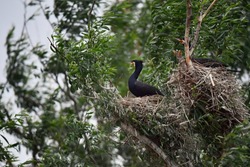 Cormorant nest in Danube Delta