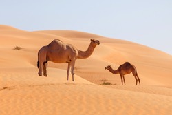 Two middle eastern camels in a desert