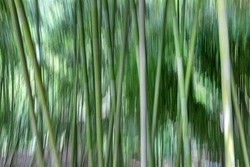 Bamboo forest natural creative motion background, high quality photo created by intentional camera movement.