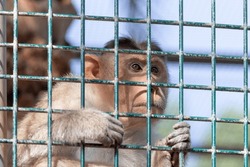 Sad lonely monkey looking through the cage. High quality photo.