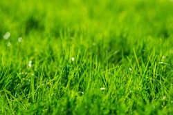 Grass background. Green grass texture