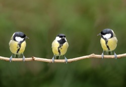 Three great tit birds on a twig
