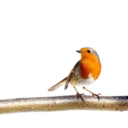 Red robin on a branch, on white