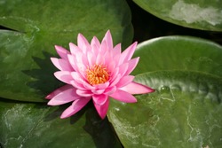 Beautiful colorful pink water lily in a pond.