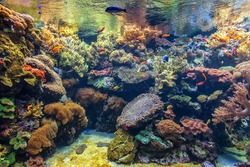 Tropical fish in a coral aquarium.