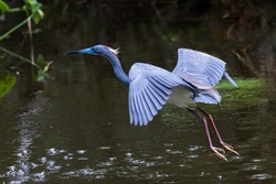 Little Blue Heron in Flight Over a Pond in the Mangroves of Everglades National Park in Florida, USA 