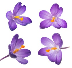 Collection of saffron flowers. Beautiful crocus on white background - fresh spring flowers
