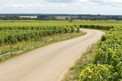 Vineyard in Bourgogne, Bourgogne with road. France.