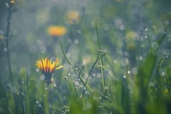Summer meadow, green grass field and wildflowers in warm sunlight, soft focus, warm pastel tones. Abstract nature background concept, bokeh, selective focus.