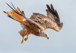 Majestic red kite flies at great speed through the air.