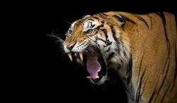 Sumatran Tiger Roaring 