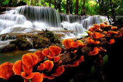 Orange mushroom with waterfalls
