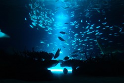 Beautiful deep sea and fish