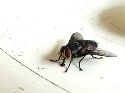 fly on the floor in the room of house.          