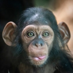 Portrait of a baby chimpanzee in Pilsen in Czech Republic .