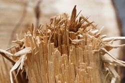 close up of wood slivers after cutting